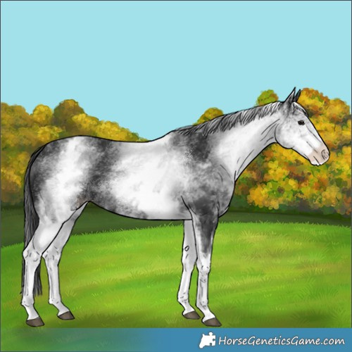 Horse Color:White Spotted Black