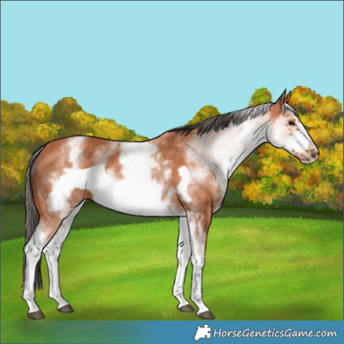 Horse Color:White Spotted Bay Frame