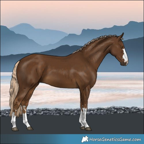Horse Color:Chocolate Palomino 