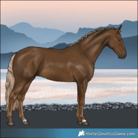 Horse Color:Chocolate Palomino 