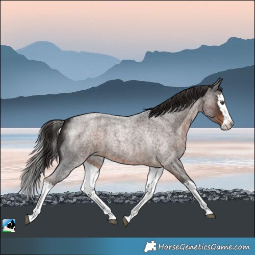 Horse Color:Liver Red Roan Splash 
