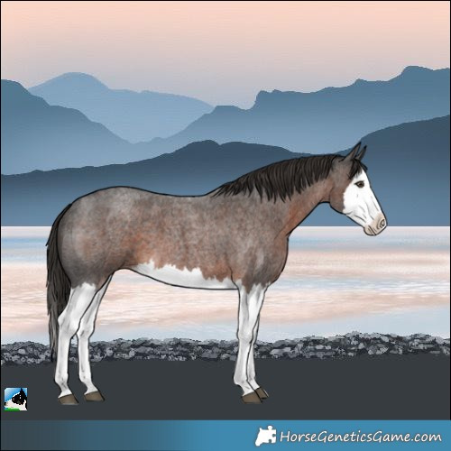 Horse Color:Liver Red Roan Splash 