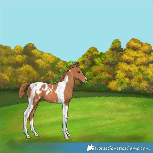 Horse Color:Chestnut Tobiano Skewed Appaloosa 