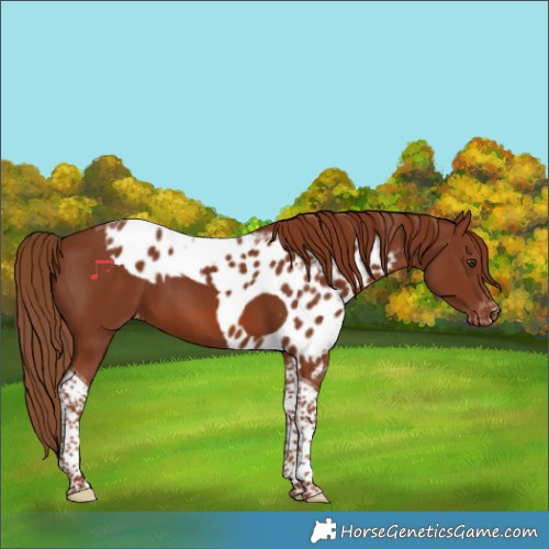 Horse Color:Chestnut Tobiano Skewed Appaloosa 