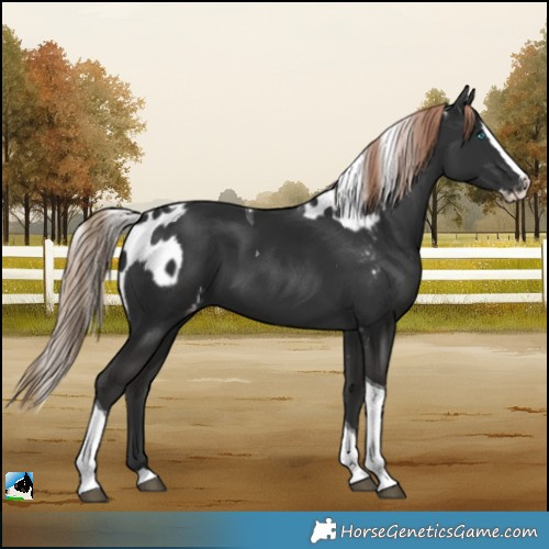 Horse Color:Liver Chestnut Splash Tobiano Skewed Appaloosa 
