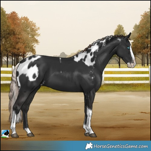 Horse Color:Liver Chestnut Splash Tobiano Skewed LP Spotted 