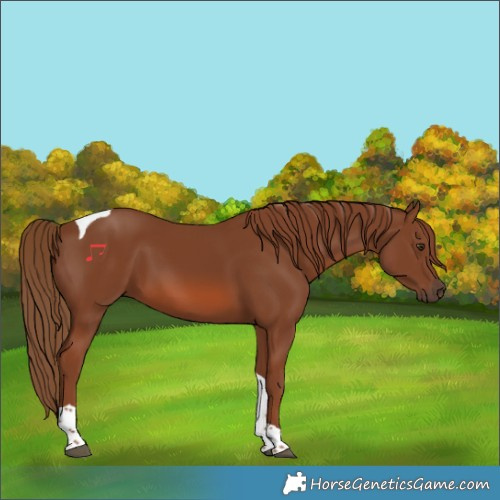 Horse Color:Chestnut Tobiano