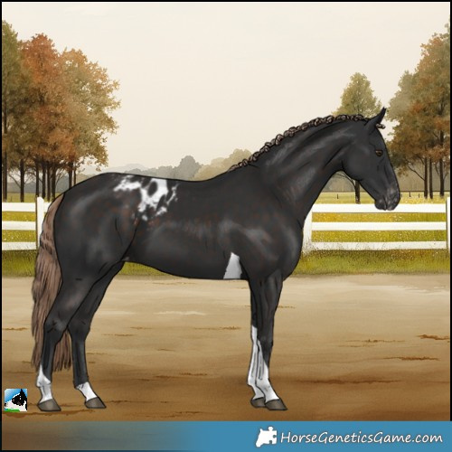 Horse Color:Liver Chestnut Tobiano Skewed LP Spotted 