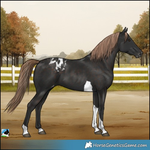 Horse Color:Liver Chestnut Tobiano Skewed Appaloosa 