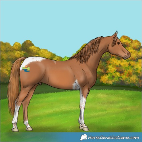 Horse Color:Chestnut Tobiano 