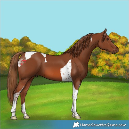 Horse Color:Chestnut Tobiano 