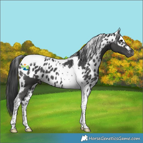 Horse Color:Black Tobiano Skewed LP Spotted