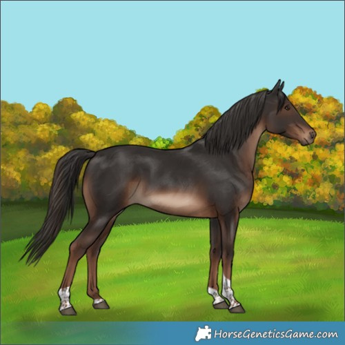 Horse Color:Liver Chestnut Tobiano 