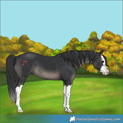 Horse Color:Black Splash