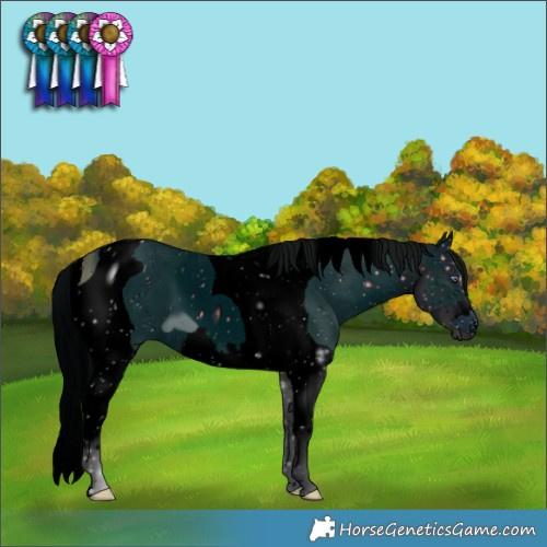Horse Color:ERROR: UNKNOWN ANOMALY