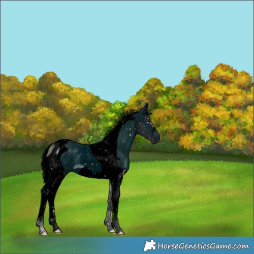 Horse Color:ERROR: UNKNOWN ANOMALY