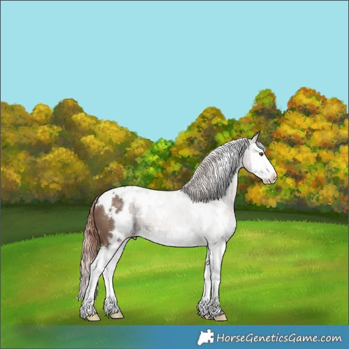 Horse Color:White Spotted Liver Red Dun Splash