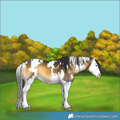 Horse Color:White Spotted Buckskin Onyx Splash