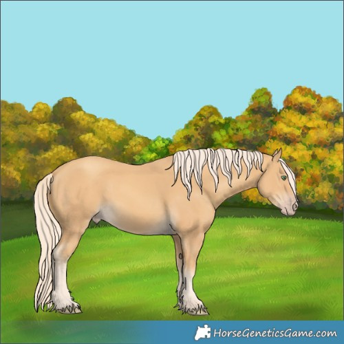 Horse Color:Gold Cream Champagne 