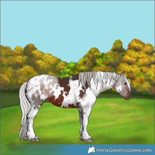 Horse Color:White Spotted Silver Brown Appaloosa 