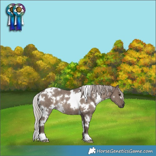Horse Color:White Spotted Silver Grullo Rabicano