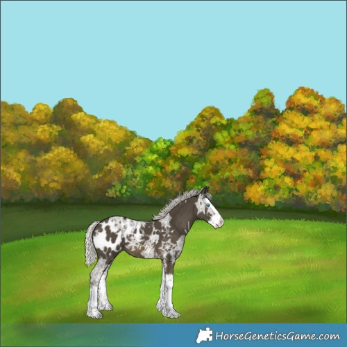 Horse Color:Silver Smoky Black Ice Mushroom Sabino Splash Appaloosa 