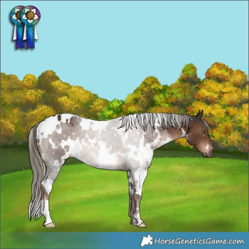Horse Color:White Spotted Liver Chestnut Mushroom 