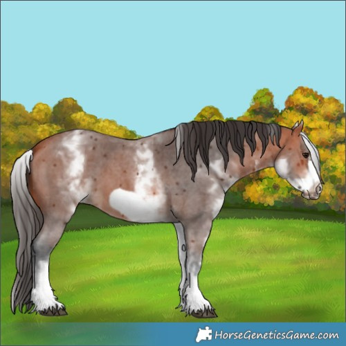Horse Color:White Spotted Bay Sabino Frame 