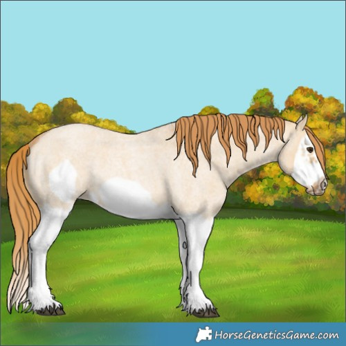 Horse Color:Red Dun Roan Splash Frame Rabicano 