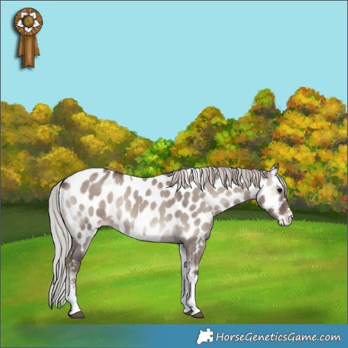 Horse Color:Silver Grullo Onyx Mushroom Sabino Tobiano Appaloosa Rabicano 