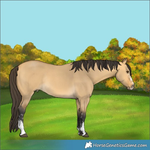 Horse Color:Buckskin Dun Sabino Rabicano 
