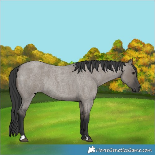 Horse Color:Grullo Roan Rabicano 