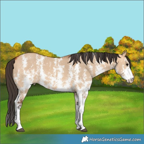 Horse Color:Unknown 