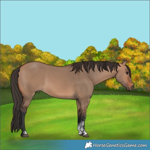 Horse Color:Unknown 