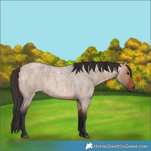 Horse Color:Bay Roan Dun Rabicano