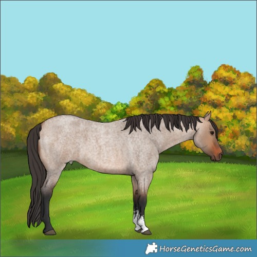 Horse Color:Bay Roan Dun Sabino Rabicano 
