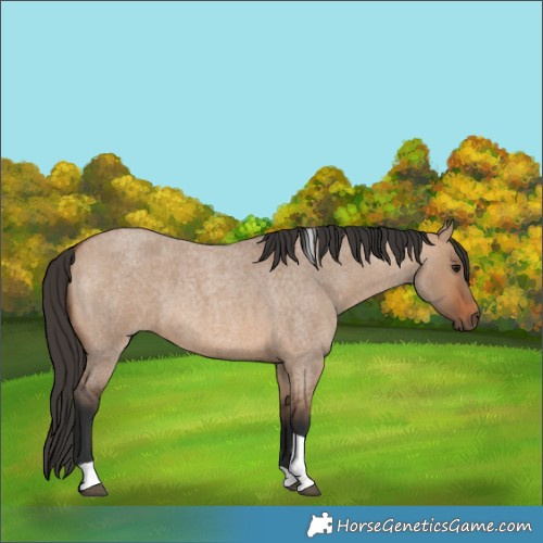 Horse Color:Bay Roan Dun Tobiano Rabicano 