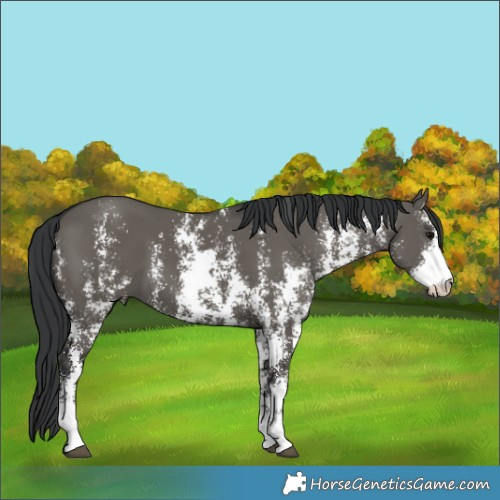 Horse Color:Grullo Sabino Rabicano 