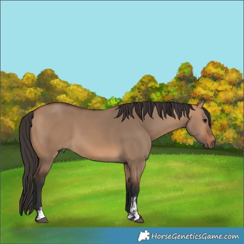 Horse Color:Bay Dun Sabino Rabicano 