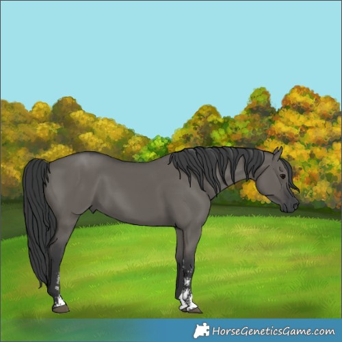 Horse Color:Unknown 