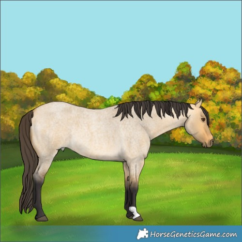 Horse Color:Unknown 