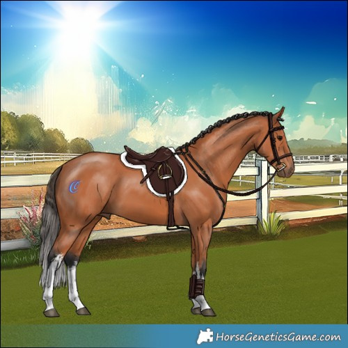 Horse Color:White Spotted Bay 