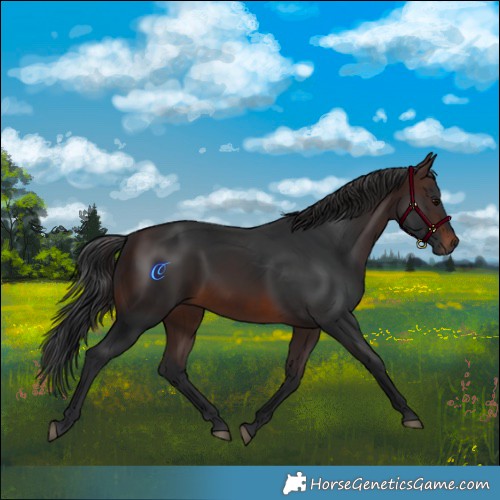 Horse Color:Brown 