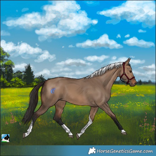Horse Color:Brown Dun Tobiano