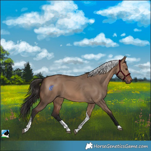 Horse Color:Brown Dun Tobiano 