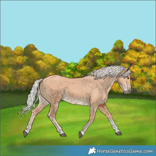 Horse Color:Silver Bay Dun Tobiano 