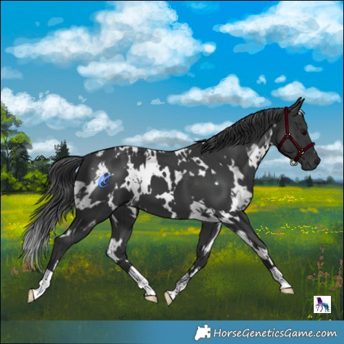 Horse Color:White Spotted Black 
