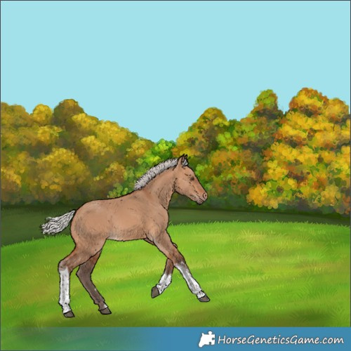 Horse Color:Silver Bay Dun Tobiano 