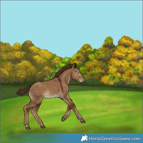 Horse Color:Gray White Spotted Red Dun