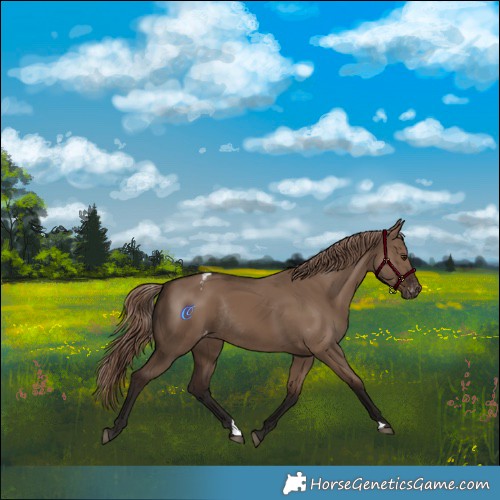 Horse Color:Liver Red Dun Appaloosa Rabicano 
